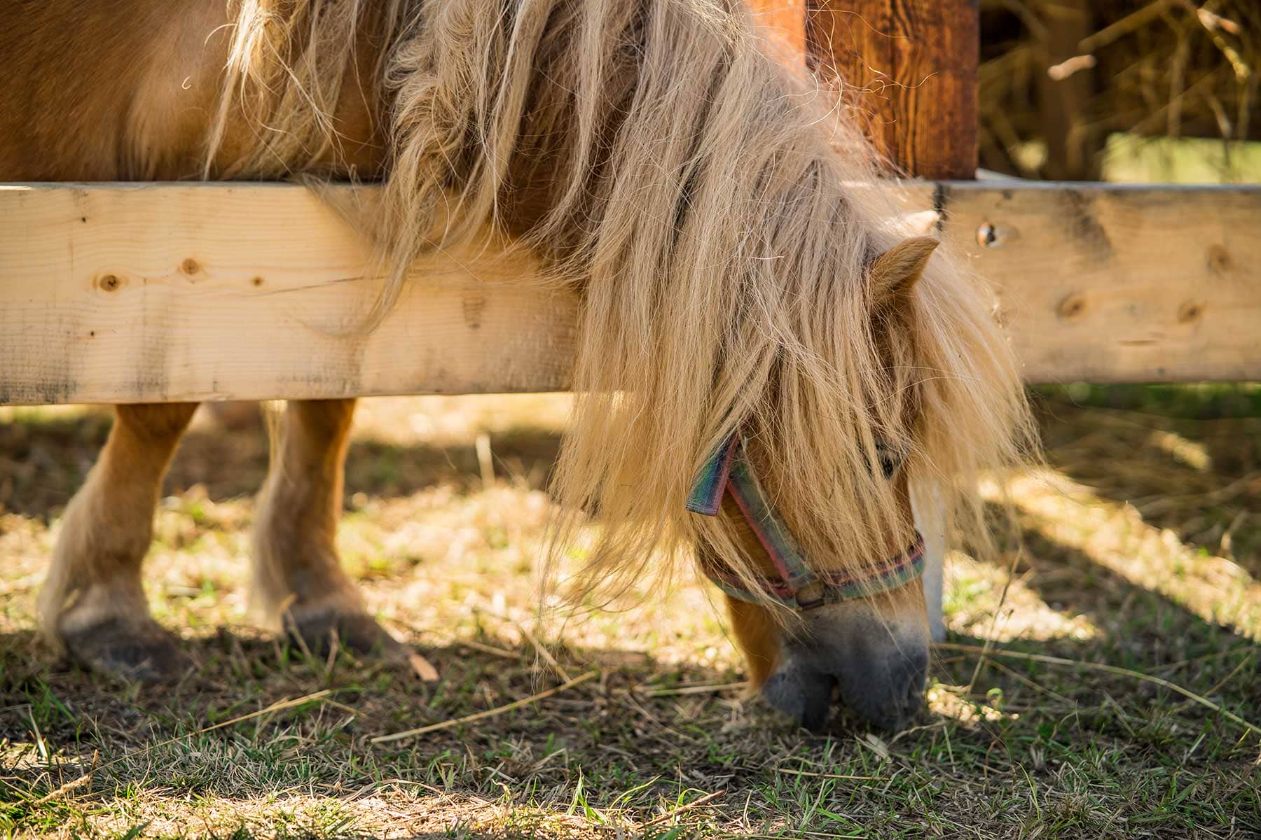 Kuc szetlandzki – rasa koni zaliczanych do kuców, pochodząca z Wysp Szetlandzkich. Jest to jedna z najmniejszych ras występujących obecnie kuców – ich niski wzrost jest wynikiem naturalnego procesu skarłowacenia.