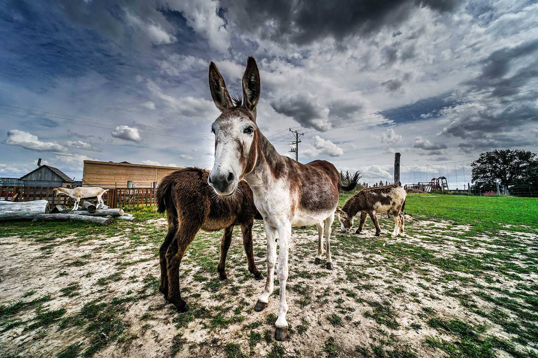 Osiołki Donkeyszot mini zoo Rogozina