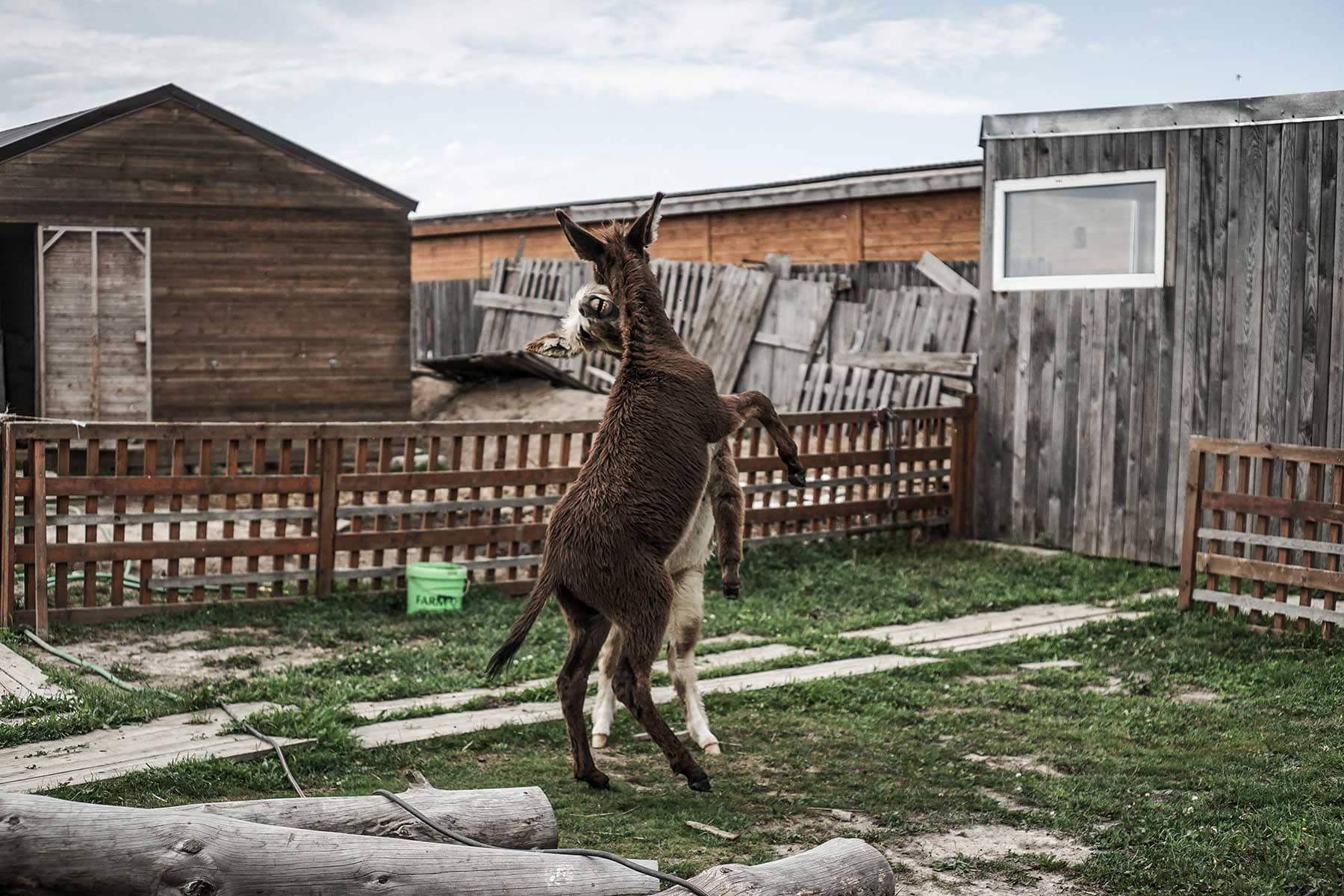 Osiołki Donkeyszot mini zoo Rogozina
