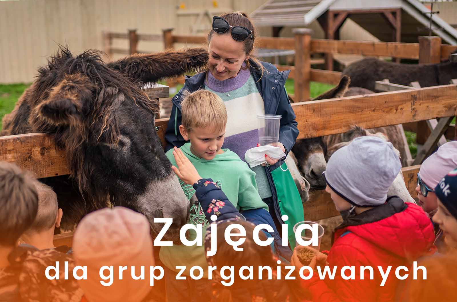 DonkeySzot Mini Zoo Rogozina - grupy zorganizowane. Alpaki Kołobrzeg. Alpaki Niechorze